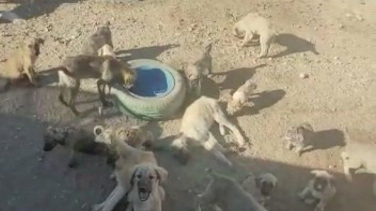 Aksaray Ortaköy'de köpekler zehirlenerek öldürülüyor!
