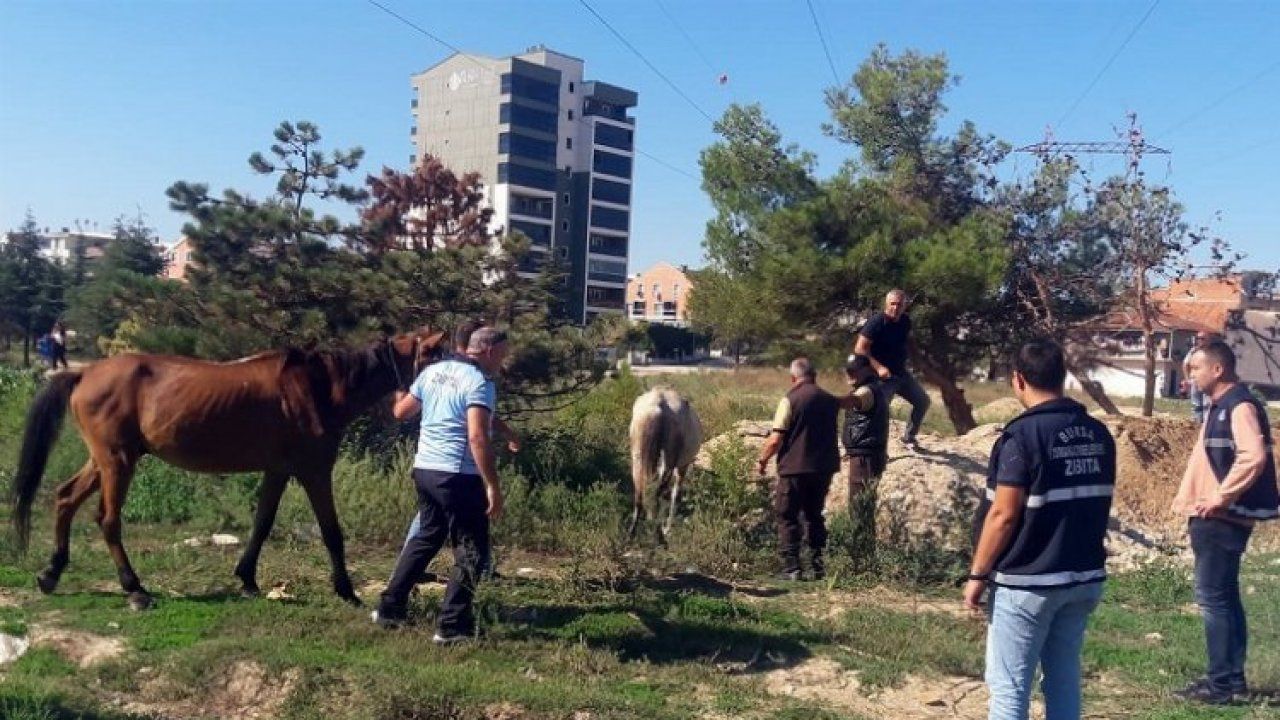 Bursa Osmangazi'de başıboş atlar Zabıta'dan kaçamadı!