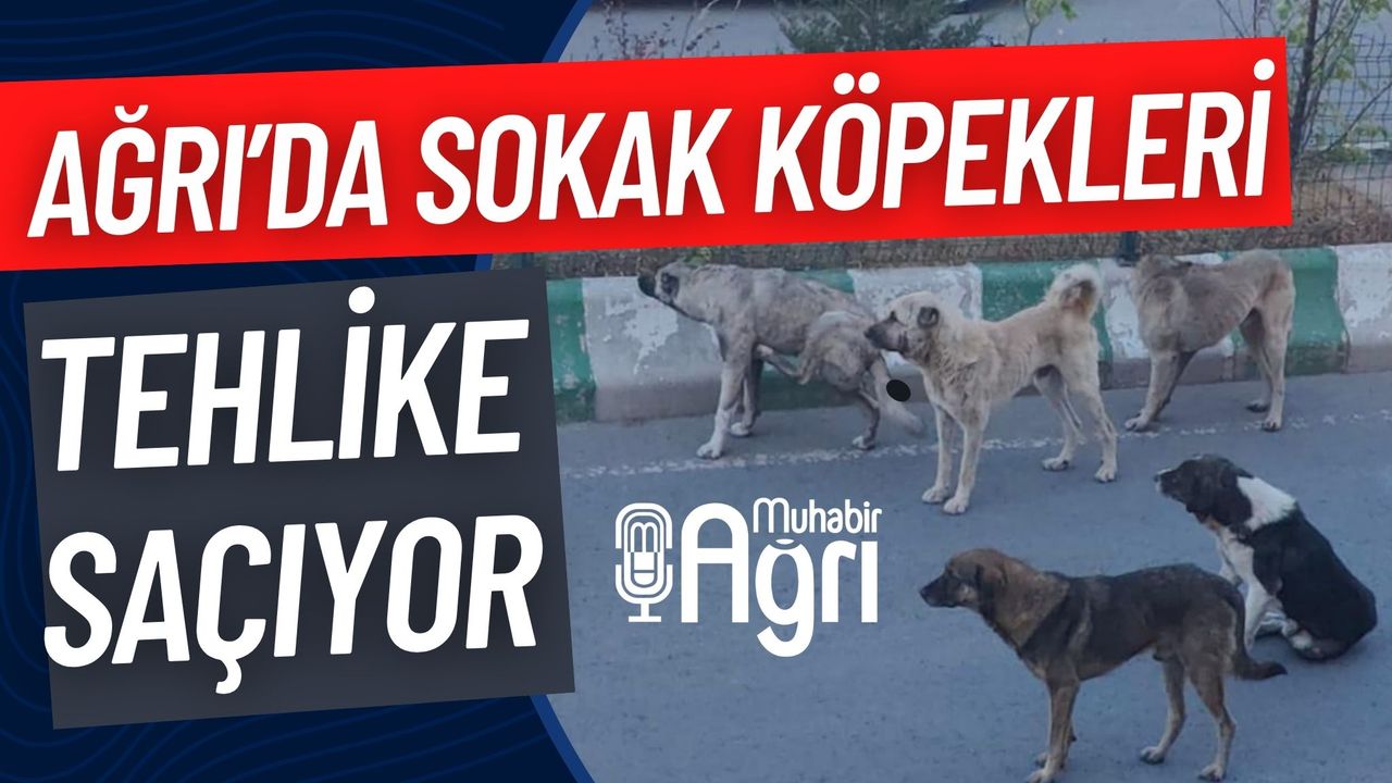 Ağrı'da sokak köpekleri tehlike saçıyor