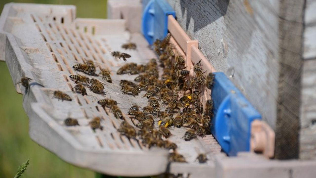 Bal arısı zehrinden çıkan bilimsel sonuç... Epilepsi ataklarına karşı etkili