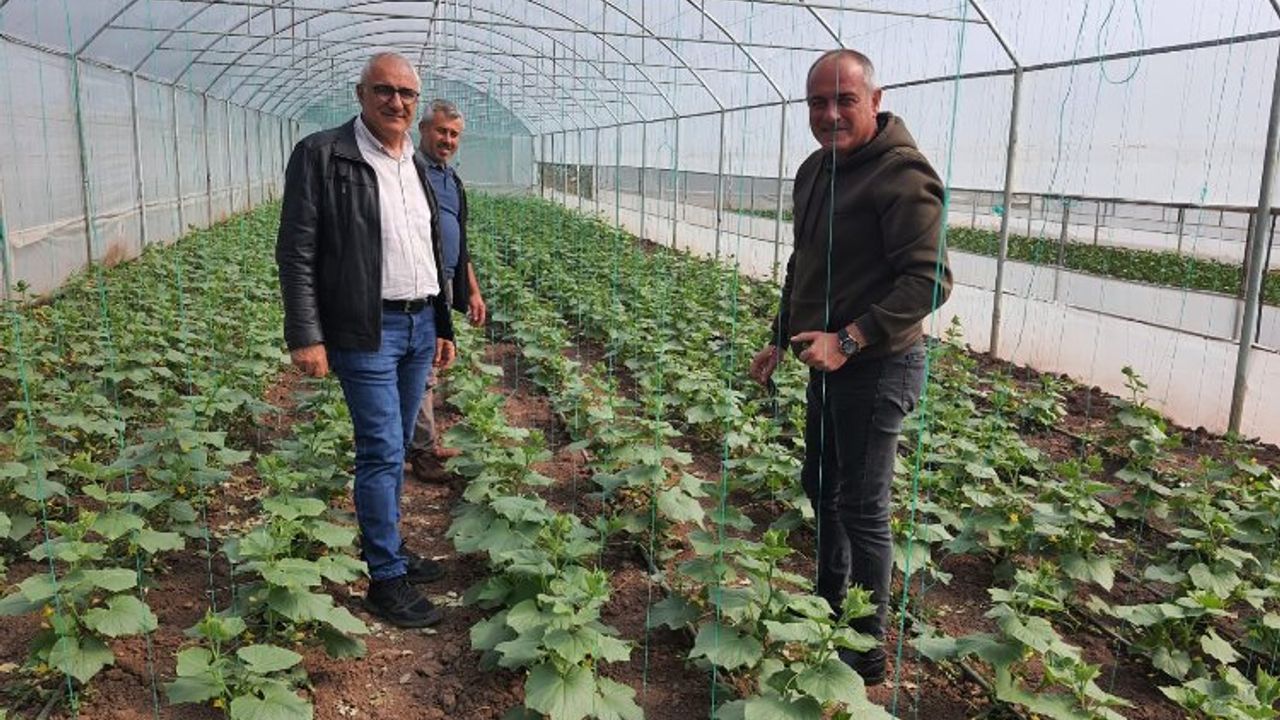 Bursa Gemlik'te organik tarım çalışmaları