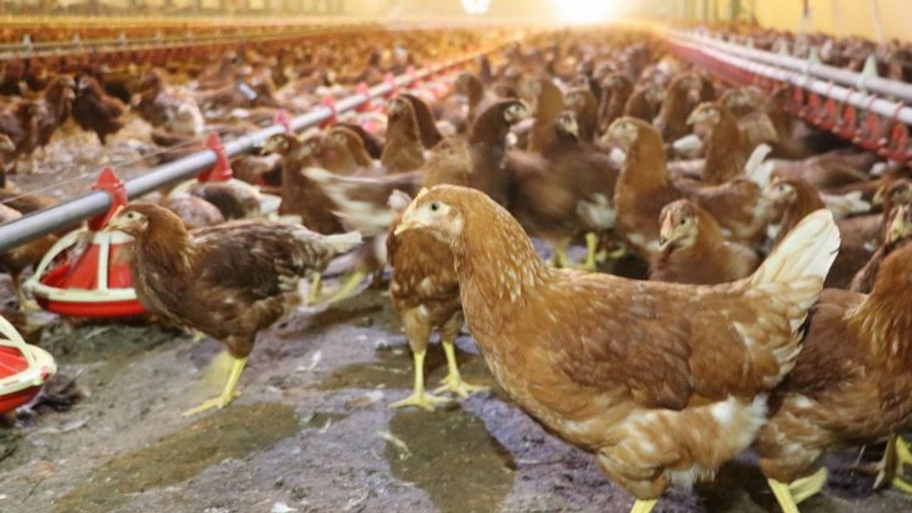 Kümes hayvancılığında yumurta üretimi arttı