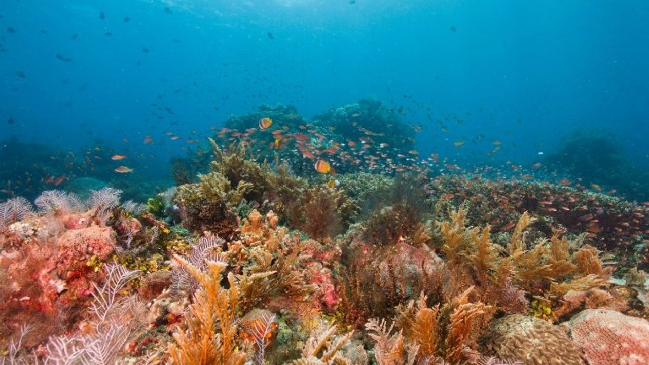 Mercanlar tamamen yok olma tehlikesi altında