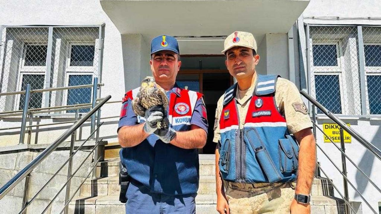 Erzurum'da jandarmanın yaralı bulduğu doğan yavrusu, koruma altına alındı