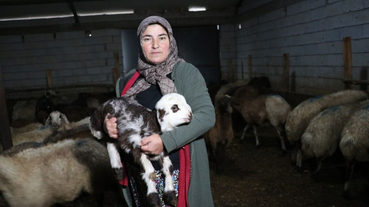 Erzincan'da çiftçi kadın devlet desteğiyle hayvan sayısını iki katına çıkardı