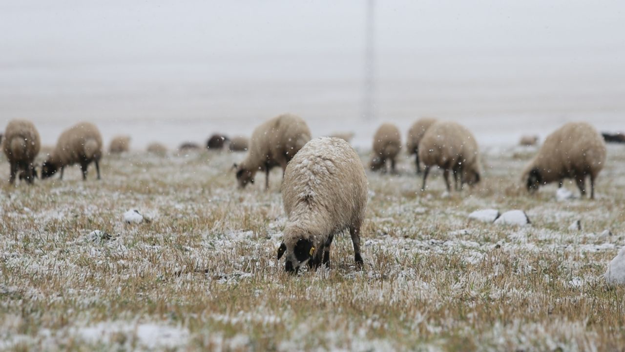 Kars'ta göçerlerin binlerce hayvanla kar yağışı altında zorlu yolculuğu başladı