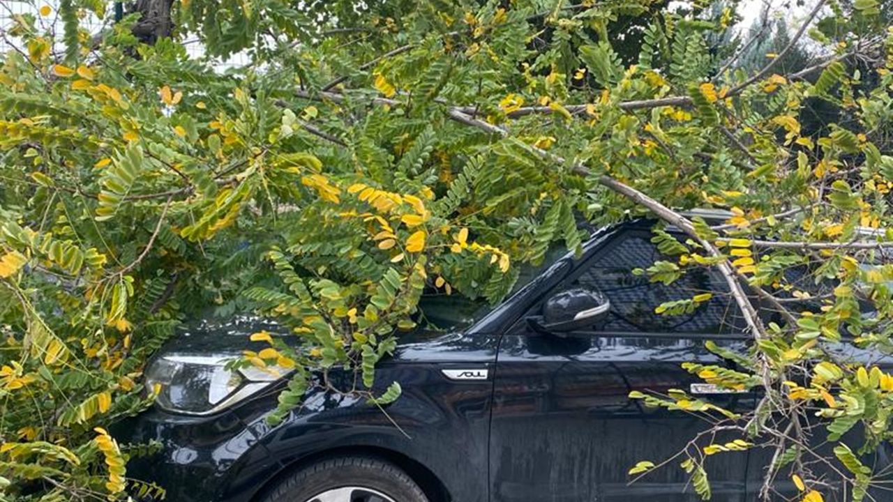 Batman'da şiddetli rüzgarın devirdiği ağaç, park halindeki aracın üstüne düştü