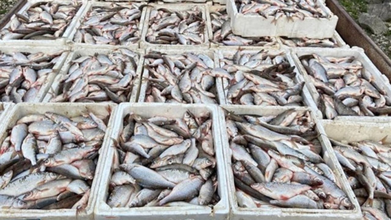 İstanbul'da kaçak balık avına yaklaşık 200 bin TL ceza
