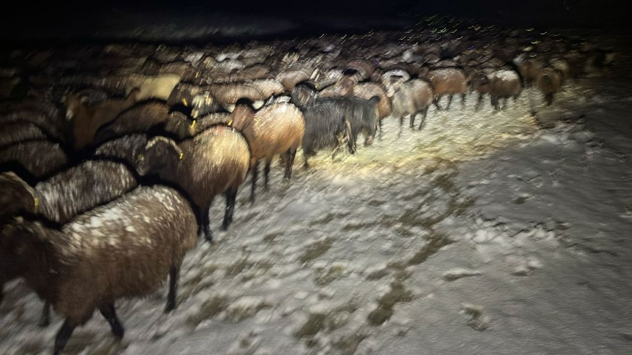 Karda mahsur kalan çoban ve 3 bin koyun kurtarıldı