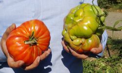 Büyüklüğü ve ağırlığıyla dikkat çeken domatesler tescil yolunda