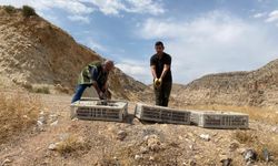 Siirt'te bin sülün doğaya salındı