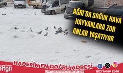 Ağrı’da soğuk hava hayvanlara zor anlar yaşatıyor