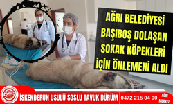 Ağrı Belediyesi başıboş sokak hayvanları için önlemini aldı