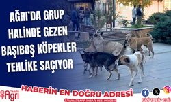 Ağrı’da başıboş köpekler tehlike saçıyor