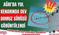 Ağrı'nın patnos ilçesinde domuz sürüsü görüntülendi