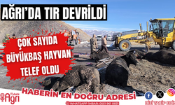 Ağrı'da büyükbaş hayvan yüklü tır devrildi