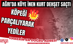 Ağrı’da köye inen kurtlar köpeği parçalıyarak yediler