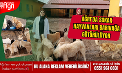 Ağrı Belediyesi, sokak hayvanlarının sağlığı ve güvenliği için çalışmalarını artırarak sürdürüyor