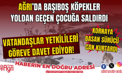 Ağrı Halkı Başıboş Köpeklerden Tedirgin : Hakkari'deki Saldırı Korku Yarattı