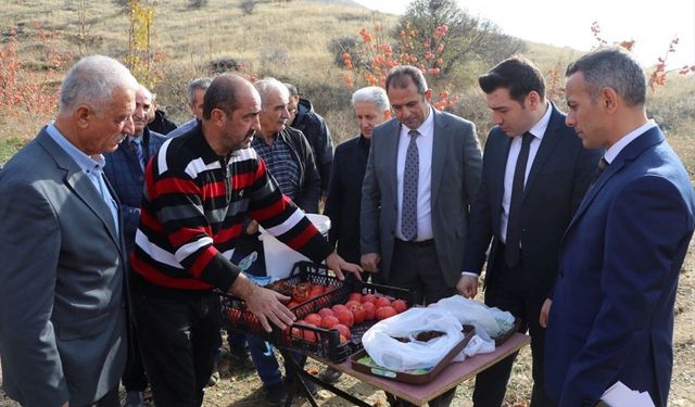 Keban'da cennet hurması hasadı yapıldı