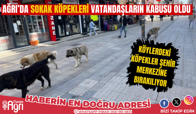 Ağrı'da sokak köpekleri vatandaşların kabusu oldu