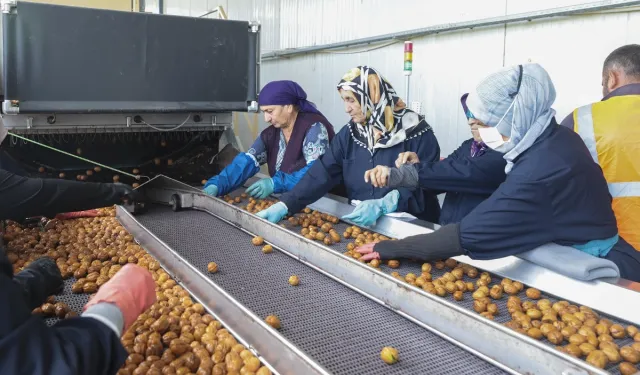 Yerli cevizde 60 bin ton rekolte beklentisi