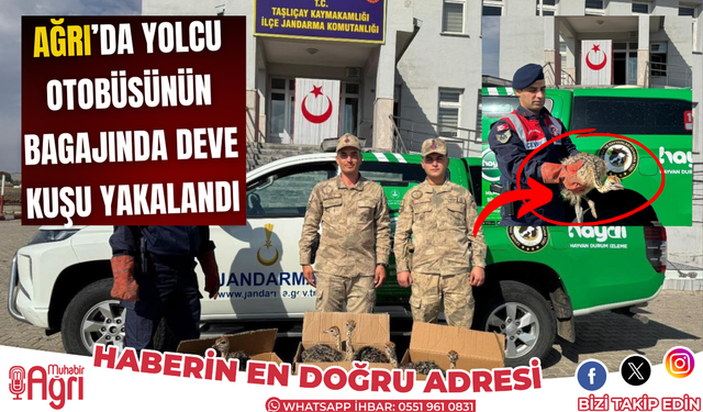 Ağrı'da yolcu otobüsünün bagajında Deve kuşu yakalandı