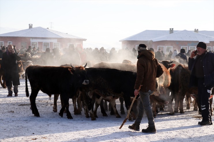 Kisin Dondurucu Soguklarina Ragmen Agri Hayvan Borsasi Hareketli 5