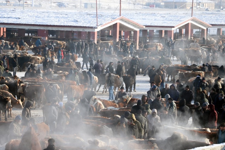 Kisin Dondurucu Soguklarina Ragmen Agri Hayvan Borsasi Hareketli 8