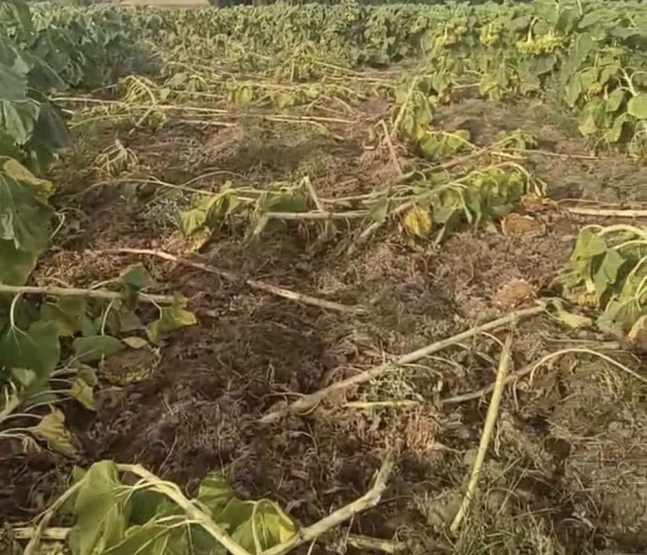 Cd74Cfb3 Ee2C 48B6 B9E8 987253Be34D2 1757585813 O1 K B F G