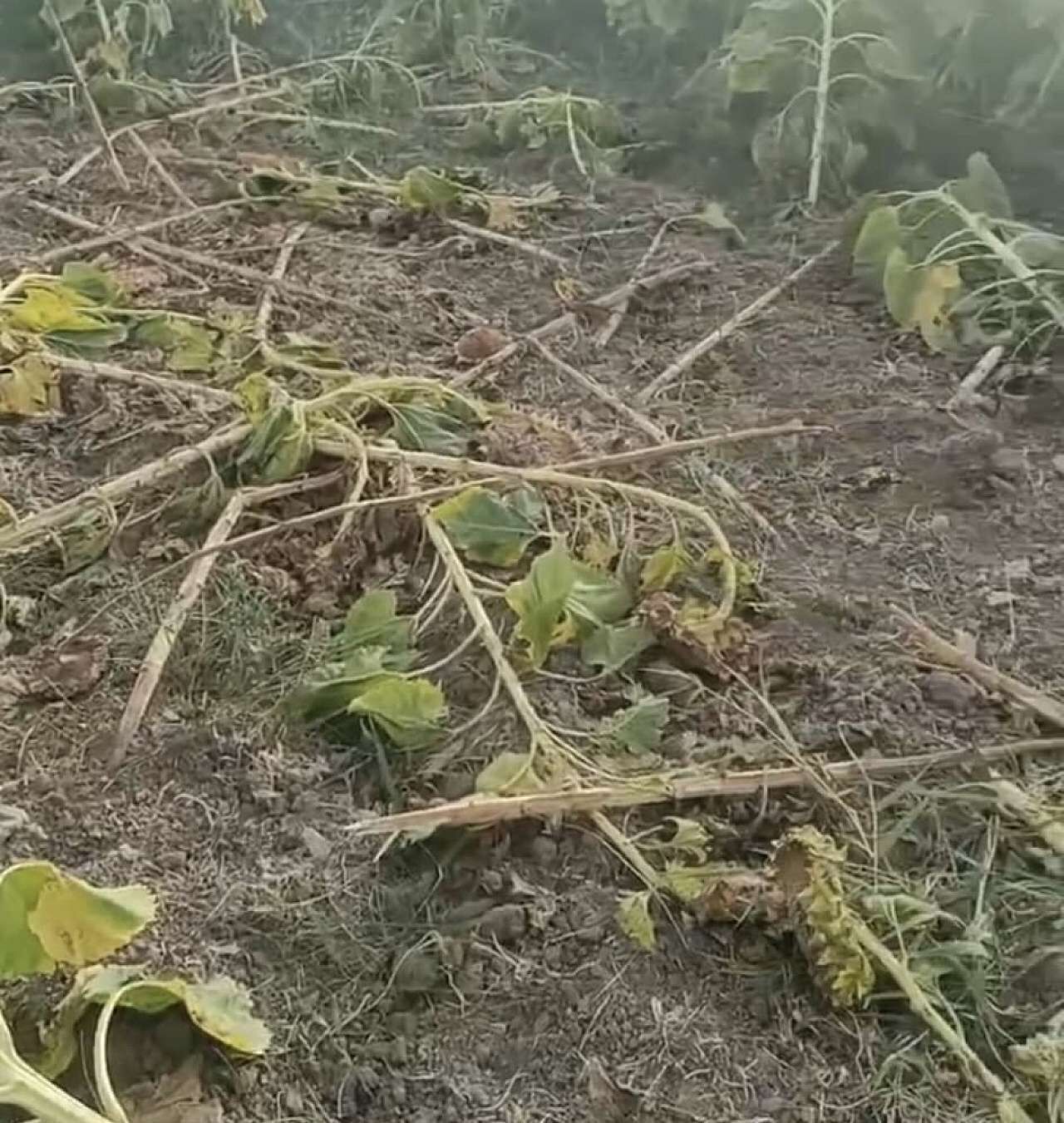 Dda99B8C 5C42 4Fe9 A122 Ad338Aac029C 1757585824 J L Kpg3